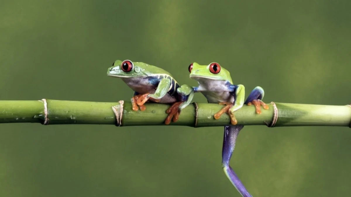 treefrog-therapeutics-cell-therapy-parkinsons-disease-1200x675.webp
